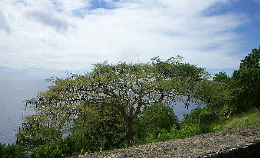 Baum auf Dominica