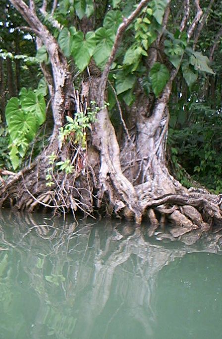 files/green-isle/images/images_on_pages/Fishing_Tree.jpg