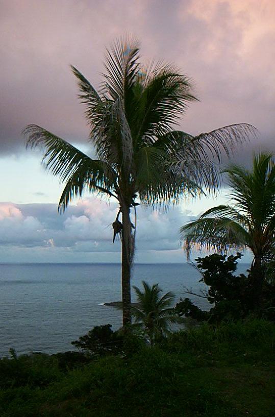 Palme am Strand von St. Lucia